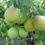 Alfa - Grusze - drzewka owocowe