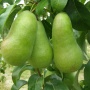 Amfora - Grusze - drzewka owocowe