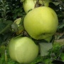 Antonówka - Jabłonie - drzewka owocowe