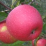 Bohemia - Jabłonie - drzewka owocowe