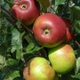 Hana - Jabłonie - drzewka owocowe