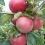 Julia - Jabłonie - drzewka owocowe