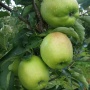Mutsu - Jabłonie - drzewka owocowe