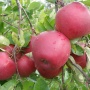 Dark Rubin - Jabłonie - drzewka owocowe