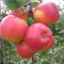 Rubinola - Jabłonie - drzewka owocowe