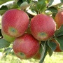 Rubinstar - Jabłonie - drzewka owocowe