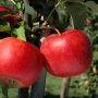 Rubinstep - Jabłonie - drzewka owocowe