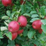 Sampion Red - Jabłonie - drzewka owocowe