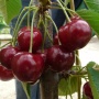 Tamara - Czereśnie - drzewka owocowe