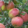 Topaz - Jabłonie - drzewka owocowe