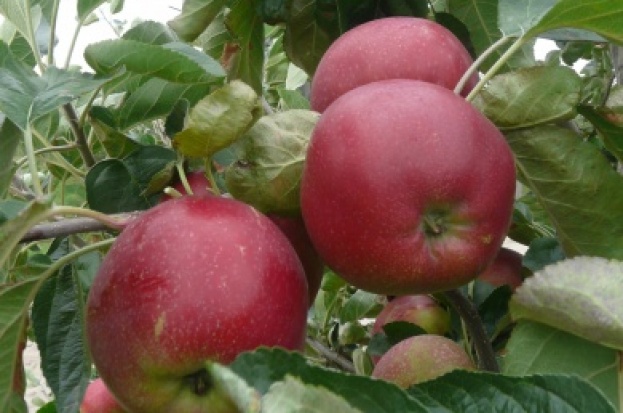 Julia - jabłoń